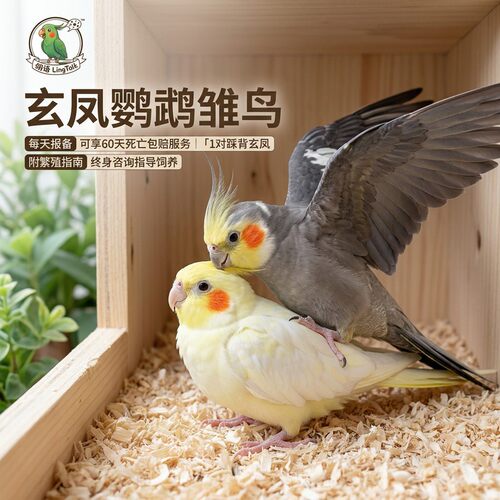 玄凤鹦鹉雏鸟活鸟手养宠物鹦鹉鸟