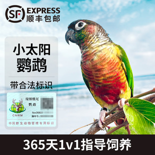小太阳鹦鹉活鸟雏鸟半毛绿颊黄边凤梨肉桂活鸟会说话的鹦鹉手养鸟