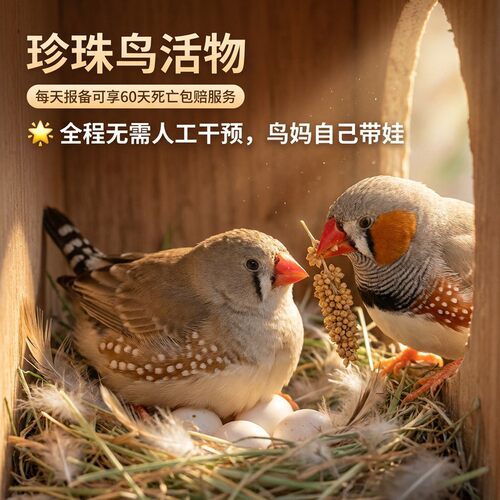 驼色珍珠包下蛋繁殖全程指导饲养
