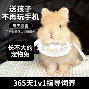 宠物兔活物茶杯长不大不咬人迷你侏儒儿童养猫猫兔荷兰垂耳兔活体
