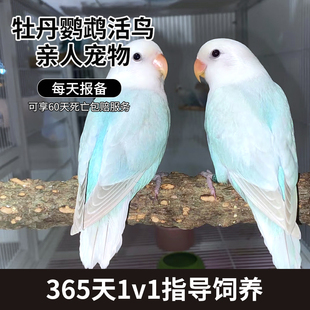 牡丹鹦鹉活鸟幼鸟松石伊莎雏鸟紫罗兰小鸟会说话手养断奶亲人幼鸟