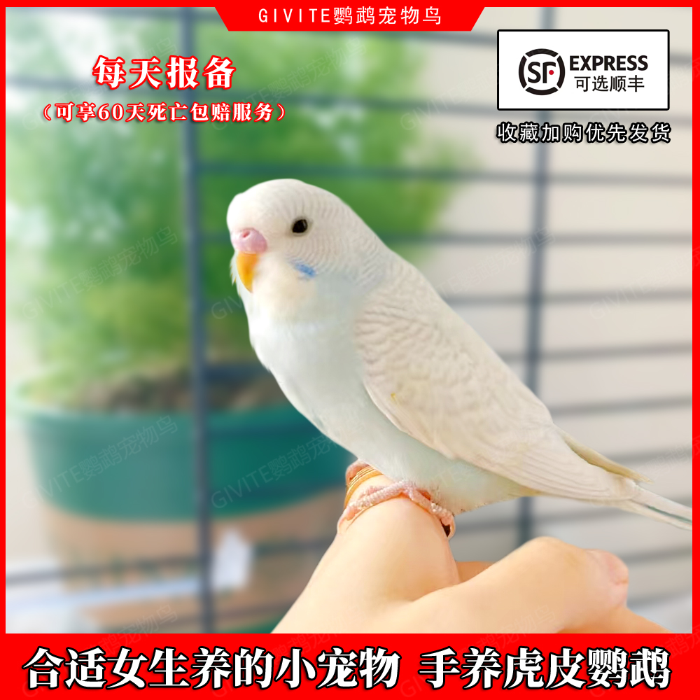 虎皮鹦鹉活鸟会说话的牡丹鹦鹉