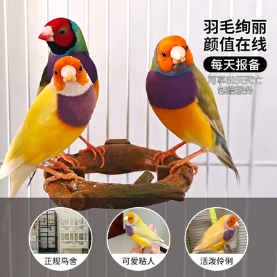 七彩文鸟活鸟爱情鸟运输伤亡包赔