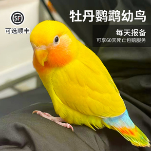 牡丹鹦鹉活鸟幼鸟黄桃雏鸟纯手养成年虎皮鹦鹉公母一对小鸟大鹦鹉