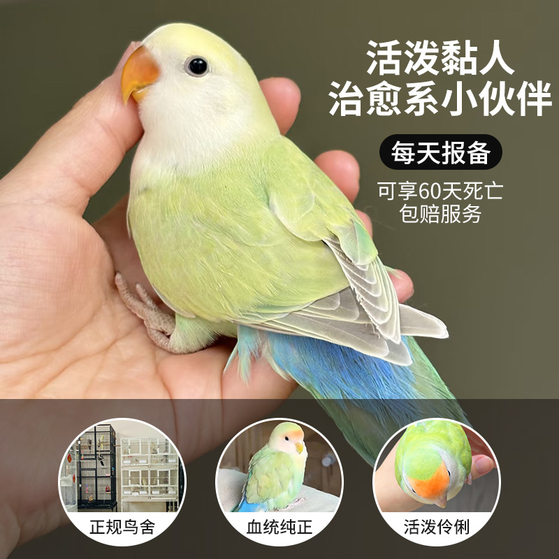 牡丹鹦鹉活鸟苹果绿奥闪蓝熏