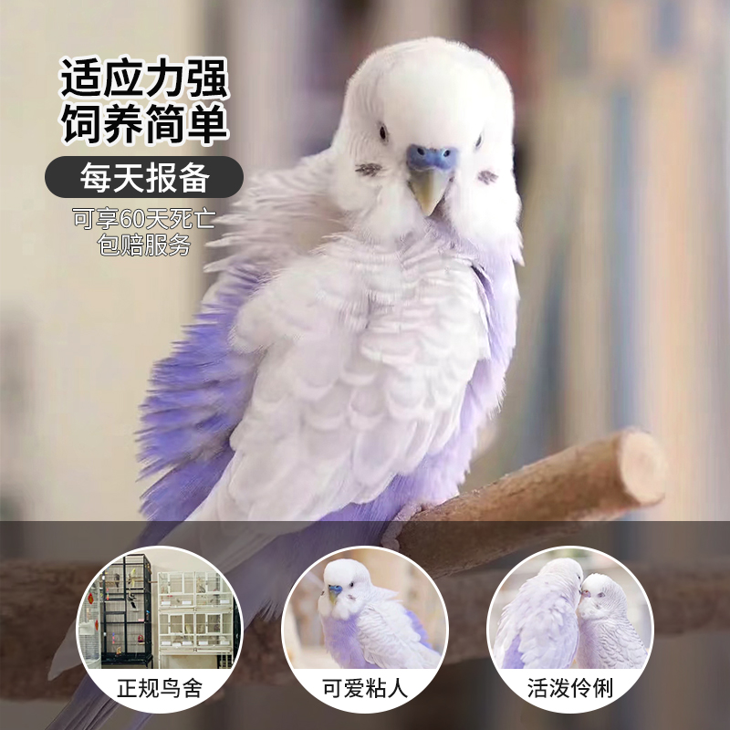 虎皮鹦鹉活鸟会说话的大头虎皮鹦鹉活鸟幼鸟手养牡丹鹦鹉玄风小鸟