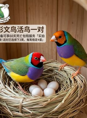 七彩文鸟活鸟幼鸟绿背白胸红头珍珠鸟活物小型观赏宠物鸟活体幼鸟