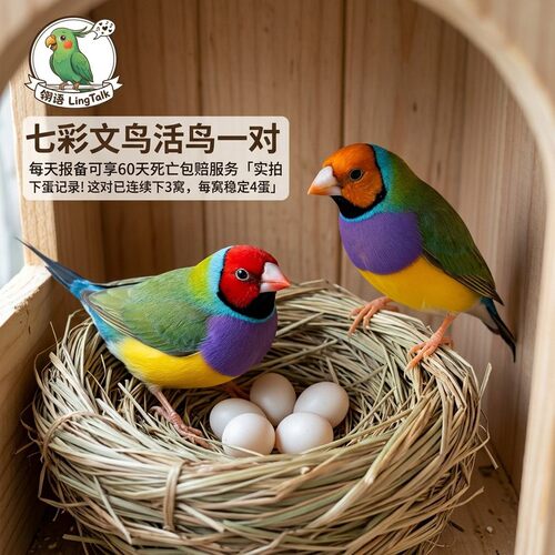 七彩文鸟活鸟幼鸟绿背白胸红头珍珠鸟活物小型观赏宠物鸟活体幼鸟