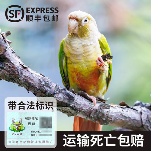 小太阳鹦鹉活鸟雏鸟运输死亡包赔
