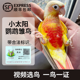 小太阳鹦鹉活鸟幼鸟活体雏鸟会说话的断奶纯手养鹦鹉半毛到家上手