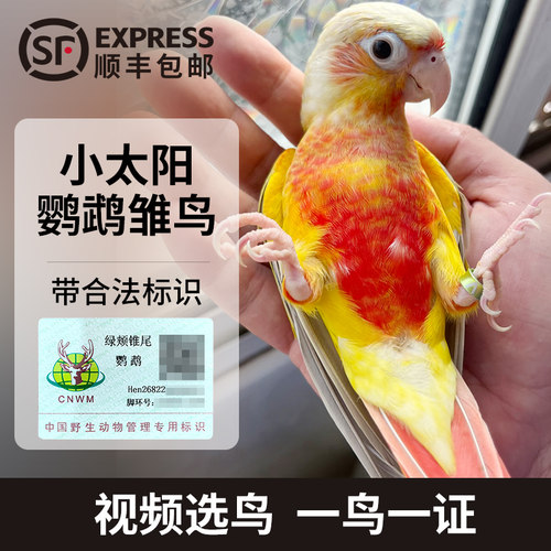 小太阳鹦鹉活鸟幼鸟雏鸟到家上手