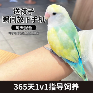 牡丹鹦鹉活鸟爱情鸟纯手养日本桃