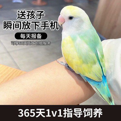 牡丹鹦鹉活鸟爱情鸟纯手养日本桃