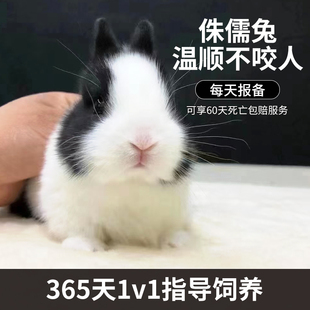 兔子活物长不大迷你侏儒猫猫兔荷兰垂耳小兔活体幼崽家养宿舍宠物
