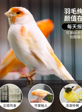 玉鸟活鸟黄雀观赏黄雀鸟高端精品
