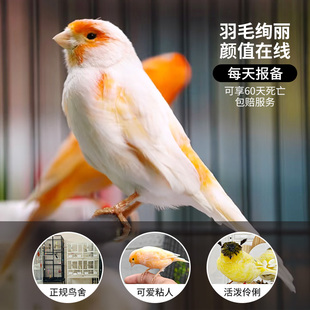 玉鸟活鸟黄雀观赏活物宠物黄雀金丝鸟辣椒红小鹦鹉鸟类活鸟相思鸟