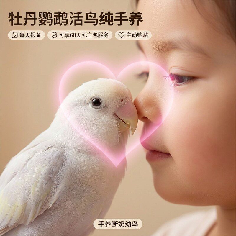 牡丹鹦鹉活鸟幼鸟纯手养断奶半毛雏鸟黄绿桃紫罗兰日本桃公母一对