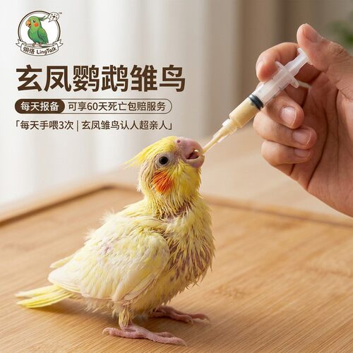 玄风鹦鹉雏鸟纯手养60天死亡包赔