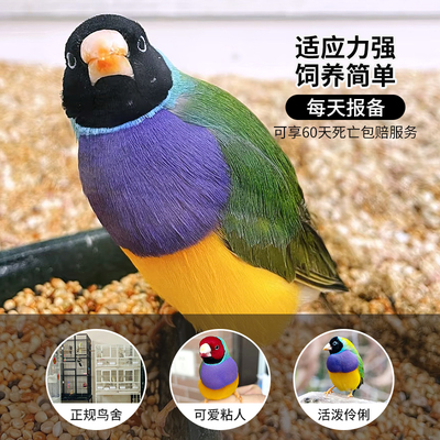 七彩文鸟高彩可繁殖下蛋全程指导