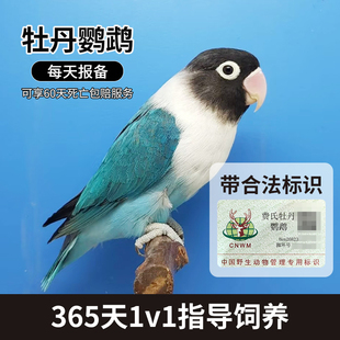 牡丹鹦鹉活鸟活体幼鸟断奶手养亲人鸟费氏蓝黑头蓝银鹦鹉公母一对
