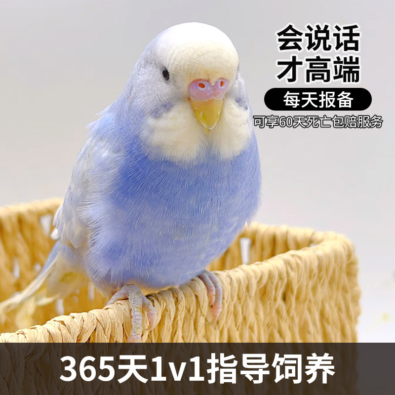 虎皮鹦鹉活鸟包说话宠物活体鸟类家养小鸟手养亲人一对非玄凤牡丹 - 实物图
