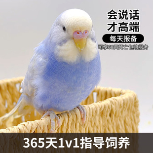 虎皮鹦鹉活鸟包说话宠物活体鸟类家养小鸟手养亲人一对非玄凤牡丹