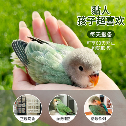 绿金顶纯手养鸟每天报备超长售后