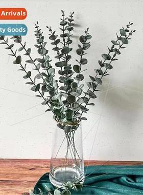 Eucalyptus simulation plant Eucalyptus money leaves home dec