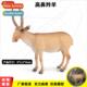 solid Saiga high animal nose antelope cattle cogniv