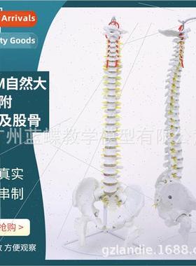 Adult 1:1 human spine model human spine wh nerve bone-settin