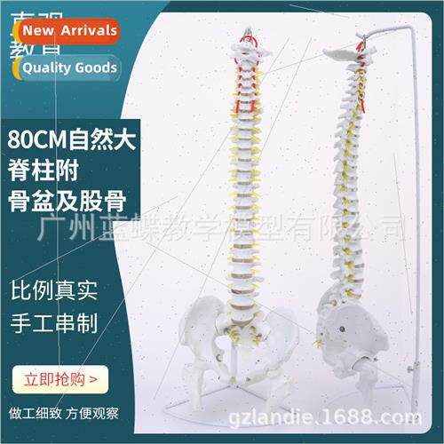 Adult 1:1 human spine model human spine wh nerve bone-settin