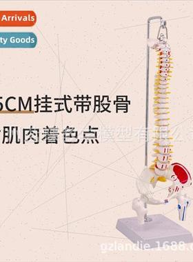 Hanging human spine model 45CM orthopedic cervical lumbar ve