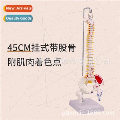 Hanging human spine model 45CM orthopedic cervical lumbar ve