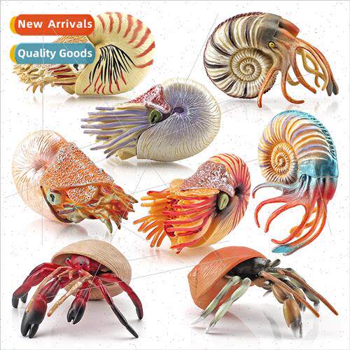 Marine life herm crab nautilus model underwater world animal