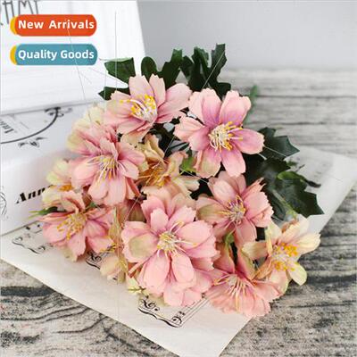mulation flowers American 15 head angnan chrysanthemum oil p