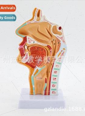 Human Nasopharyngeal Oral Throat Model Normal Nasopharyngeal