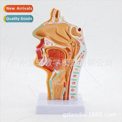Human Nasopharyngeal Oral Throat Model Normal Nasopharyngeal