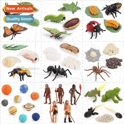 animal growth cycle butterfly mosquo ant bee praying mantis