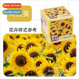 est square green plant pot creative DIY planting observation