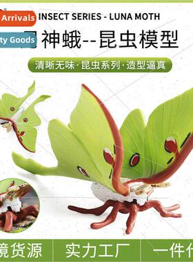 na Moth Green Tail Moon Shaped Large lkworm Moth Fairy Moth