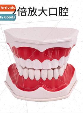 Oral health care dental model kindergarten teaching aids chi