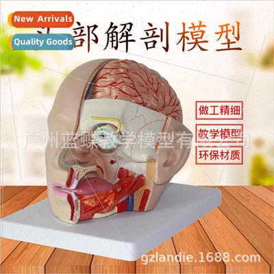 Head Anatomy wh Cerebral Artery Model Natural Large 4 Parts