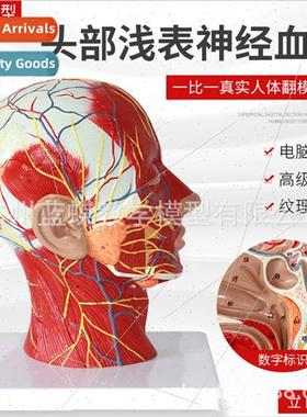 Superficial head nerve vascular distribution model human hea