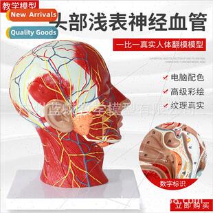 Superficial head nerve vascular distribution model human hea