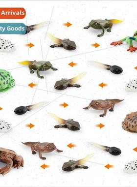 Red-eyed FrogHorned FrogTriangle Dead Leaf FrogGrowth Cycle