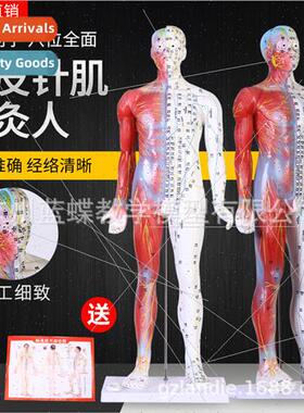 Fourteen meridian point model 85cm high Chinese meridian poi