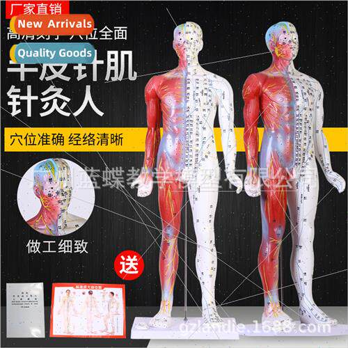 Fourteen meridian point model 85cm high Chinese meridian poi