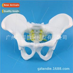 Small pelvic girdle five-lumbar spine model Spine model Orth