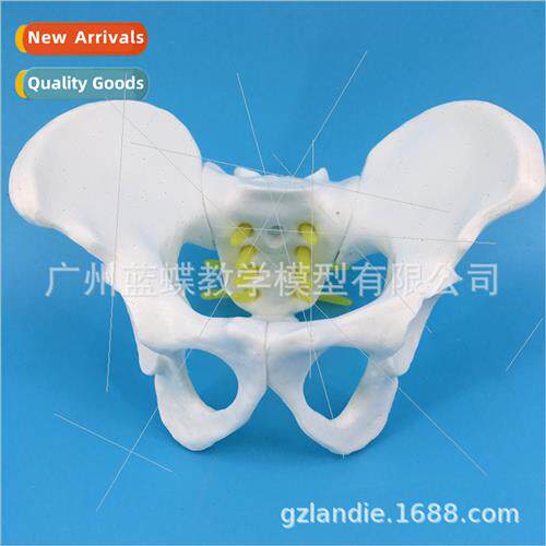 Small pelvic girdle five-lumbar spine model Spine model Orth