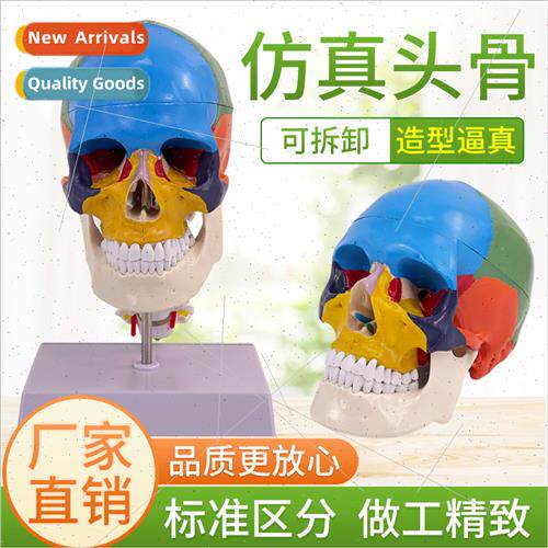 Human skull coloring model Color skull sex separation model